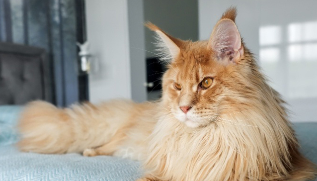 10 Large Cat Breeds with Even Bigger Personalities