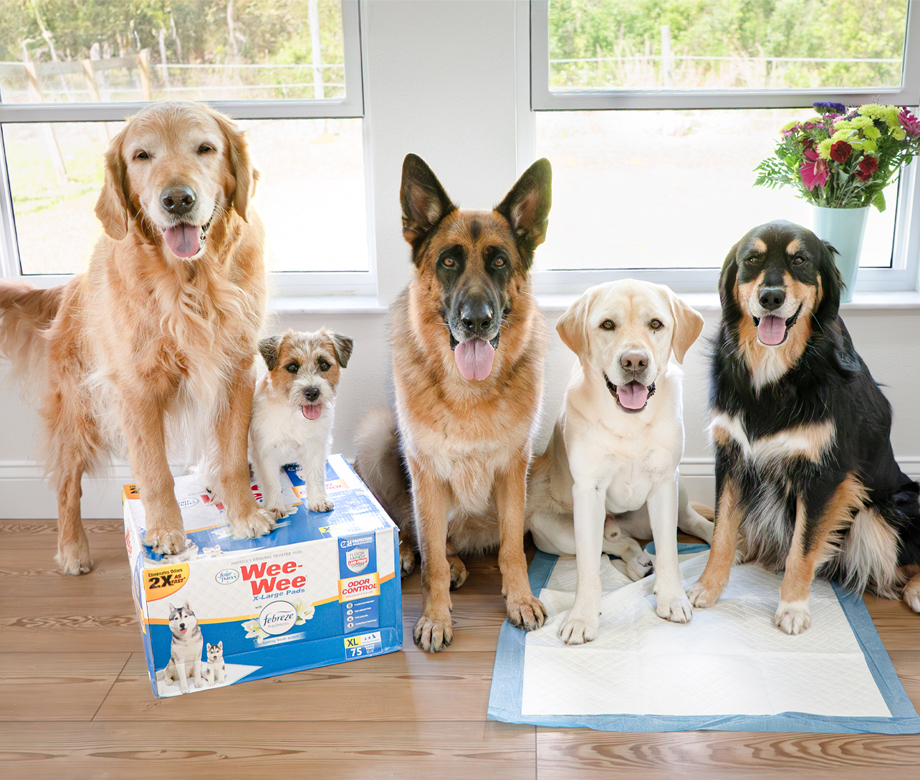 Dogs with Wee-Wee pads