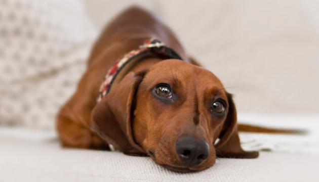 Dogs in Heat: Frequently Asked Questions