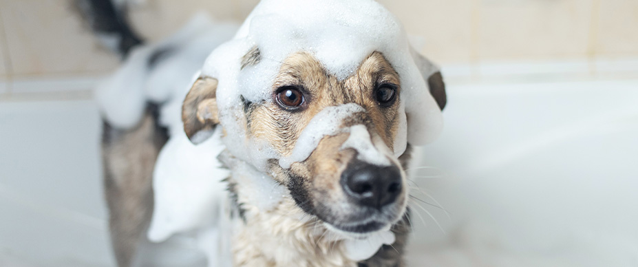 how-to-groom-your-dog-properly