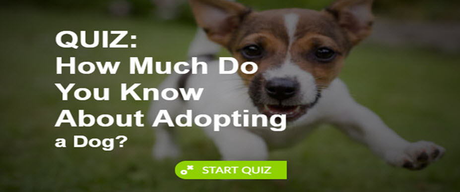 am-i-ready-to-adopt-a-dog-quiz