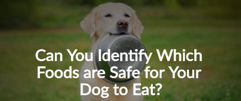 quiz-name-these-unsafe-foods-for-dogs