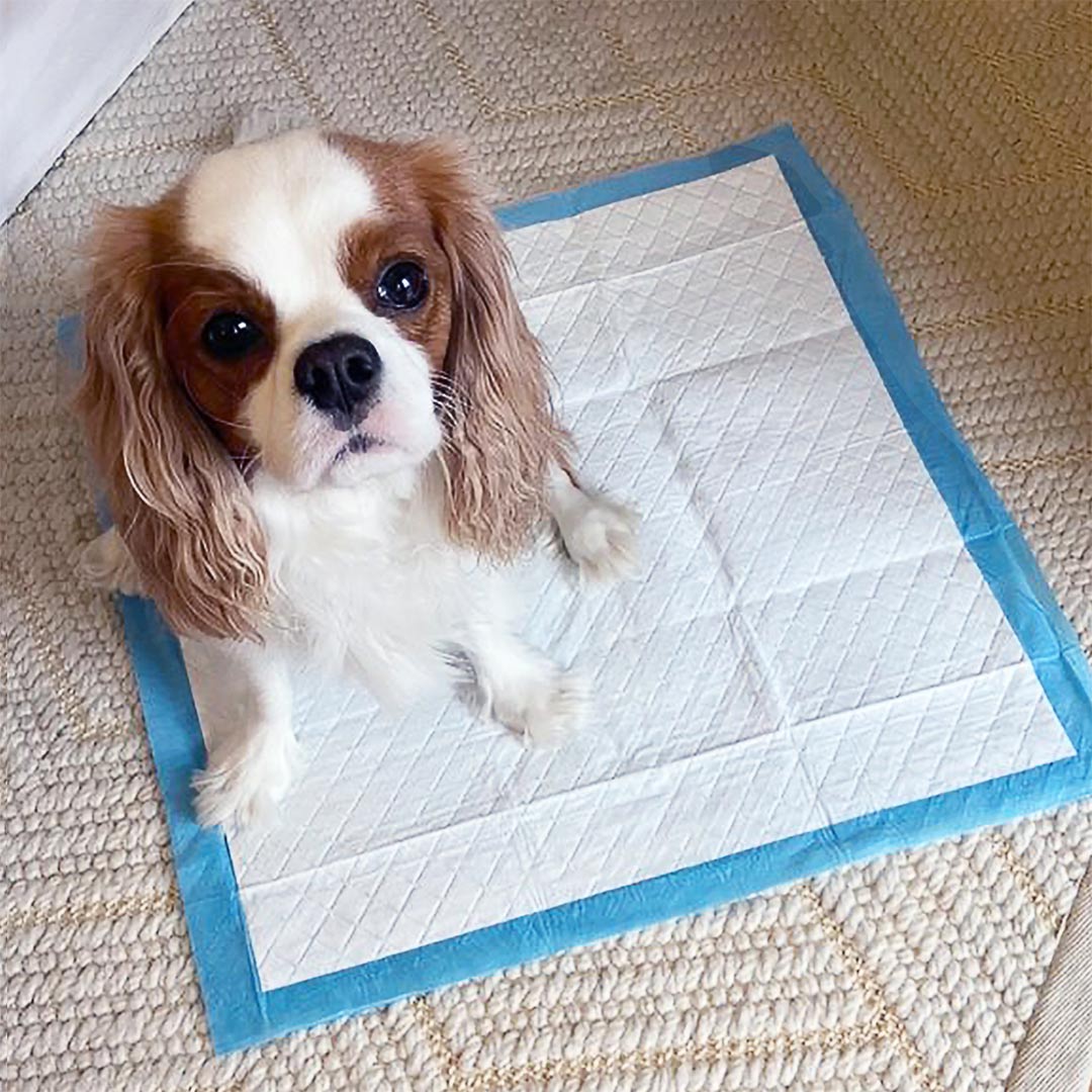 Spaniel dog sitting on Wee-Wee pad