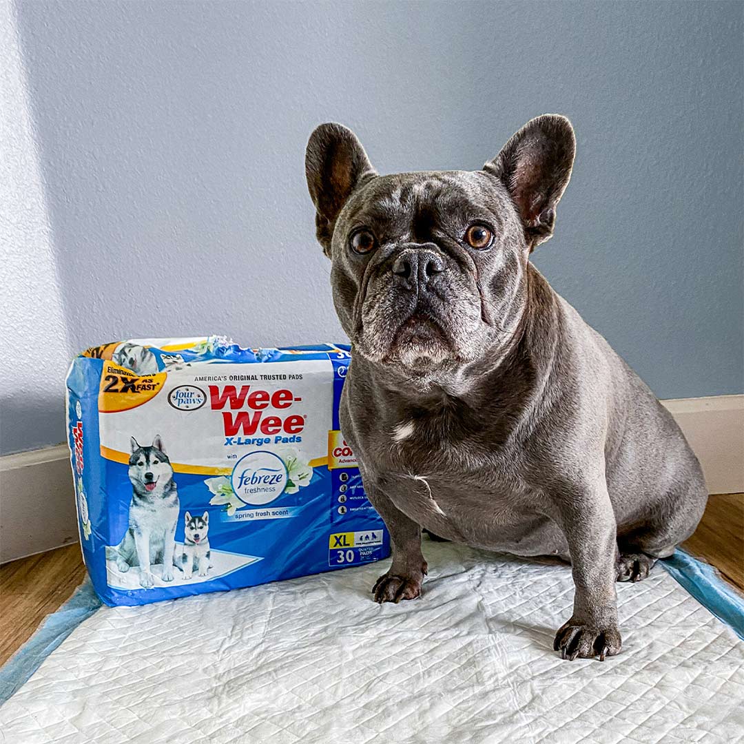 French bulldog sitting on Wee-Wee pad next to packaging
