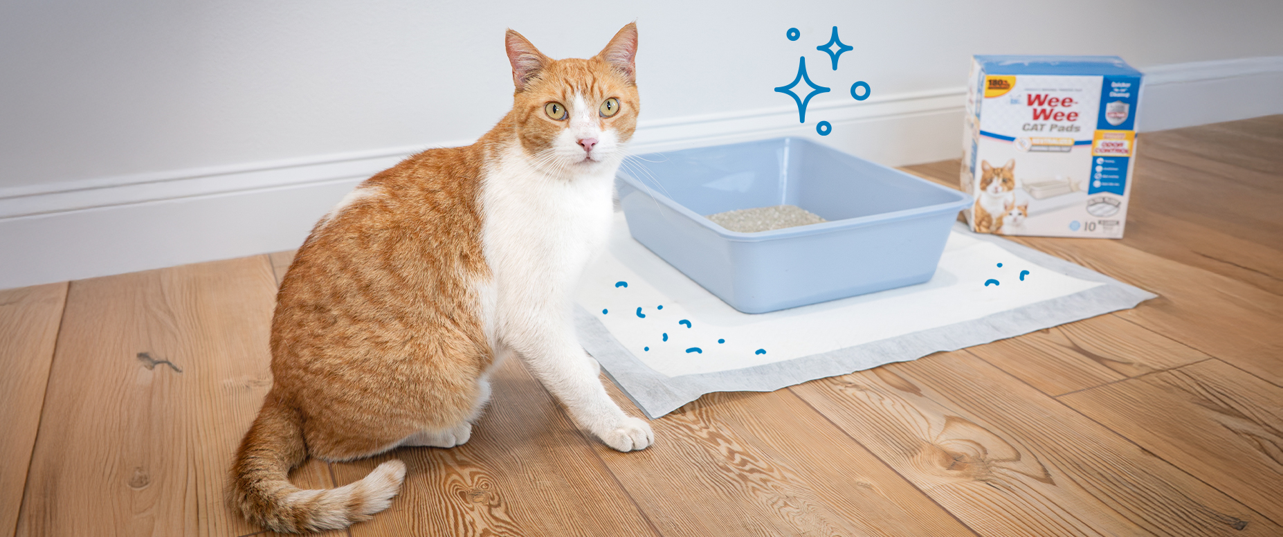 cat sitting next to cat pad