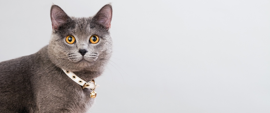 gray cat in a studio