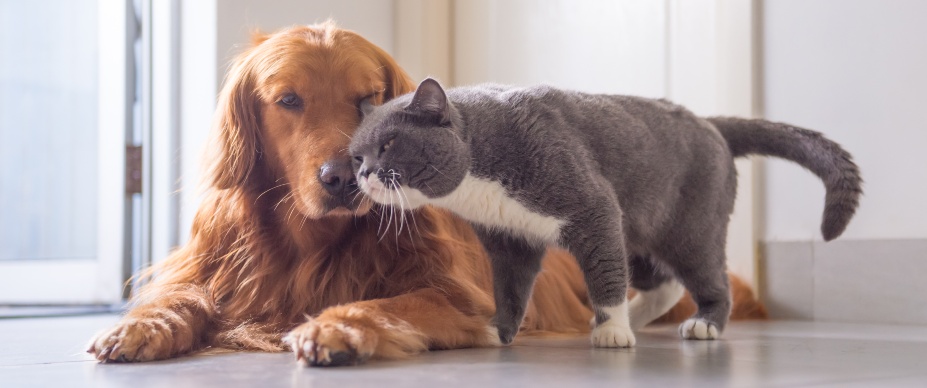 cat being friendly with dog