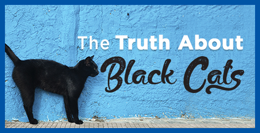 The truth about shop black cats