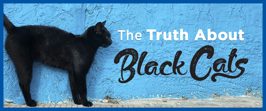 black-cat-myths-and-facts