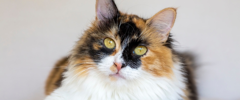 long-haired calico cat looking into camera