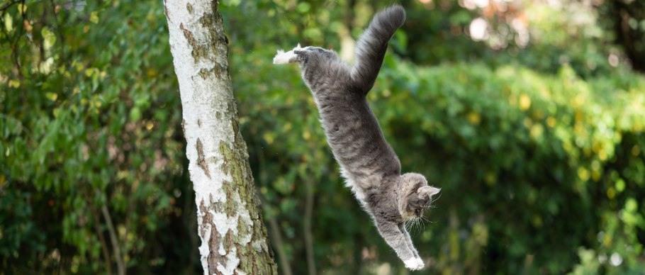cat jumping from tree