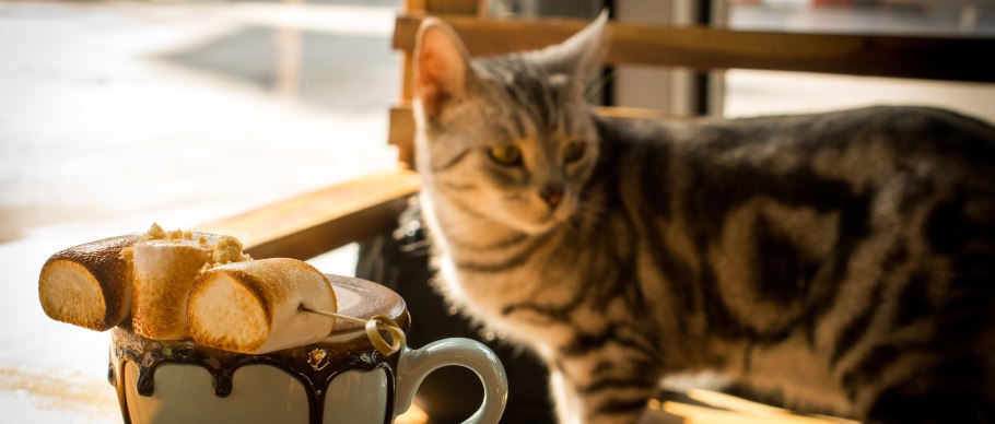 cat next to hot chocolate