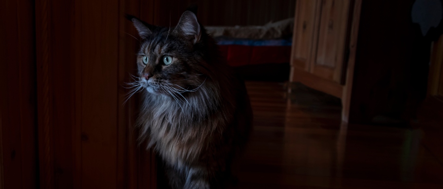 cat sitting in dark room