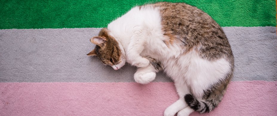 cat lying on colorful rug