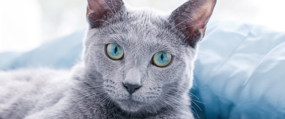 gray cat with colorful eyes