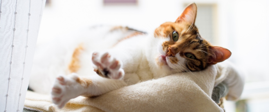 cat laying down stretched out
