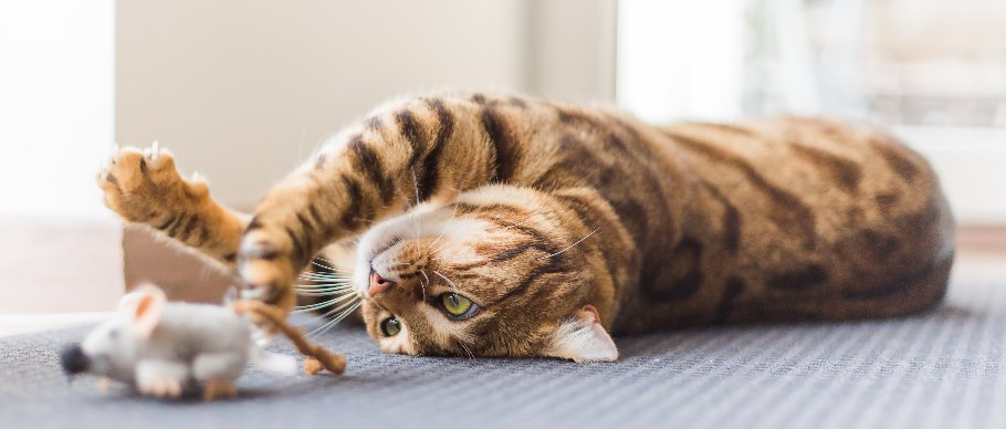 Help My Cat is Getting Hairballs Four Paws
