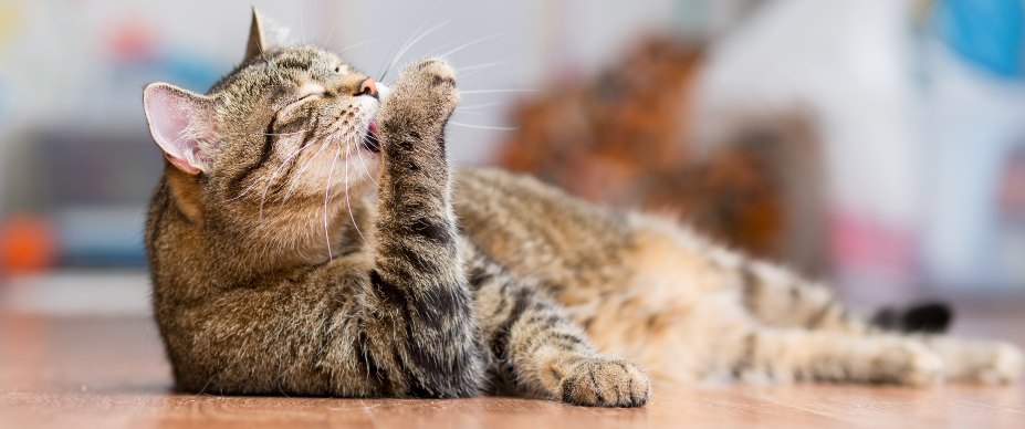 Cat licking paw 