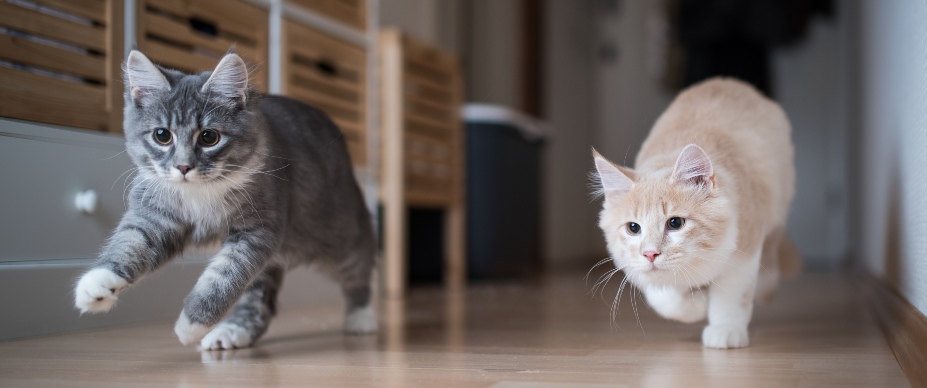 two maine coon kittens running indoors
