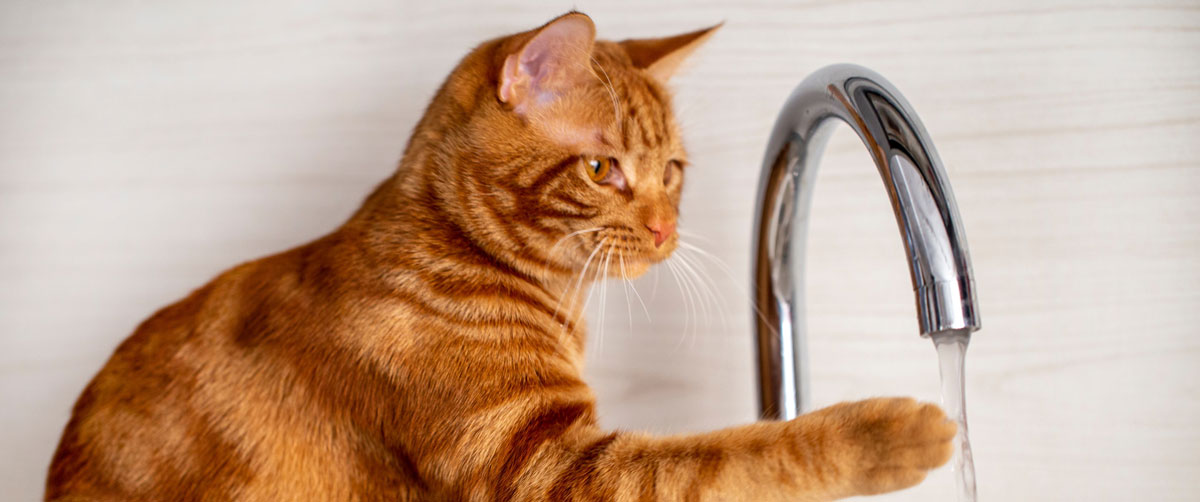 cat and faucet