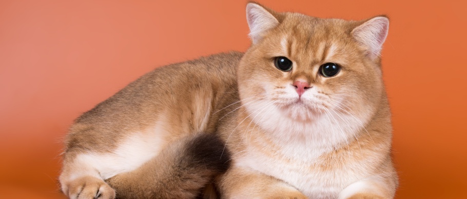 orange british shorthair cat 
