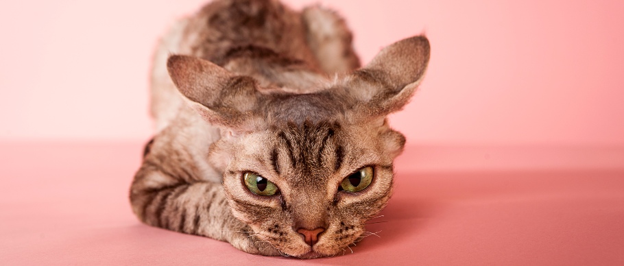 devon rex cat 