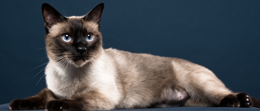 5 Cat Breeds That Don't Shed - Lakeland Animal Clinic