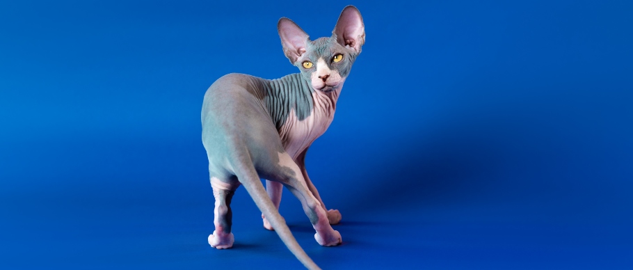sphynx cat 