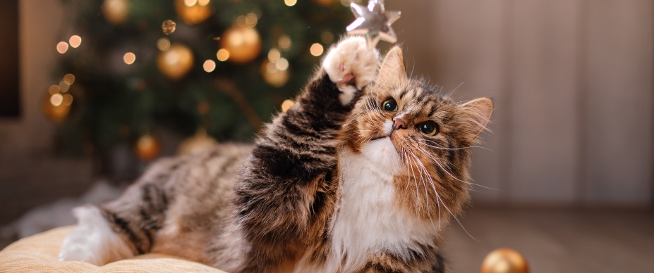 cat touching christmas decoration