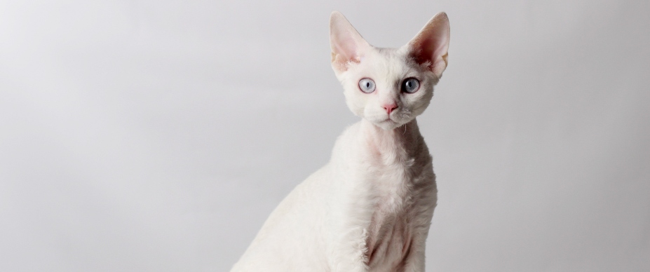 white devon rex cat in studio 