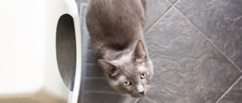 grey cat standing next to litter box header