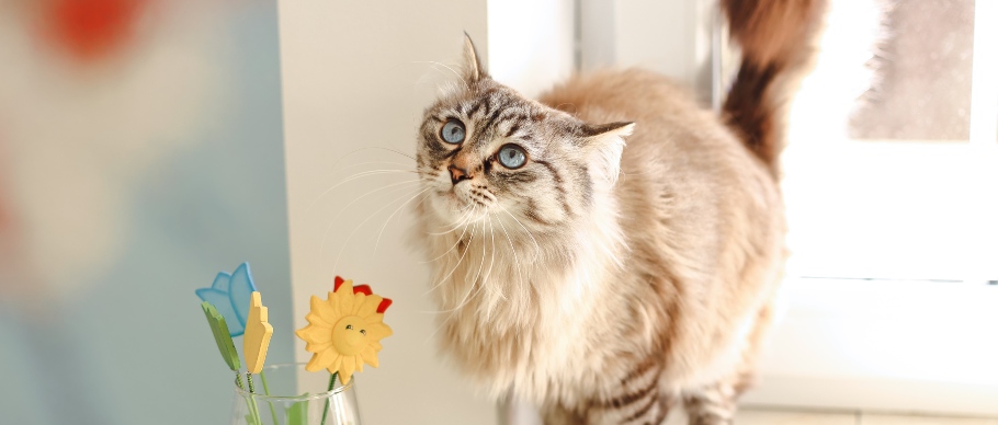 long haired kitty standing on windowsill