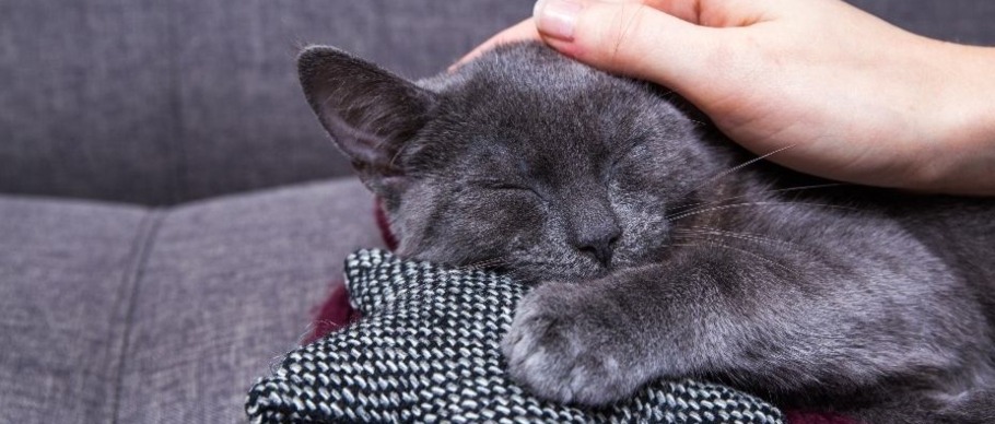 cat cuddling couch