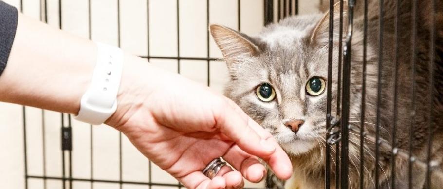 cat in shelter cage
