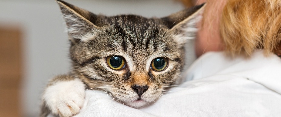 Fostering a Cat: 6 Essential Questions Answered
