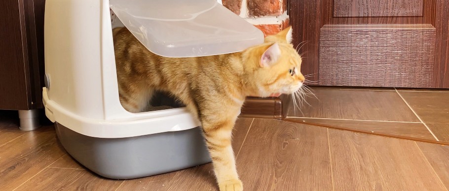 orange cat leaving the litter box