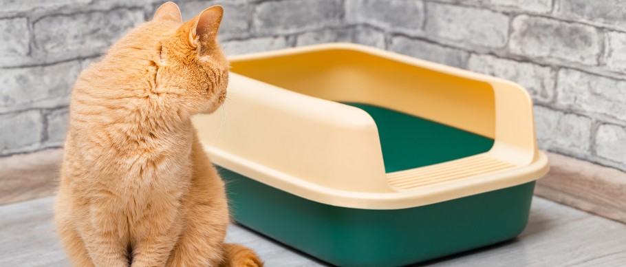 orange cat looking at litter box