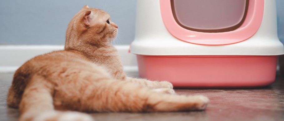 orange cat sitting outside pink litter box with hood