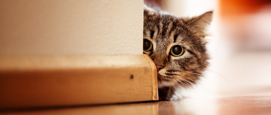 cat hiding