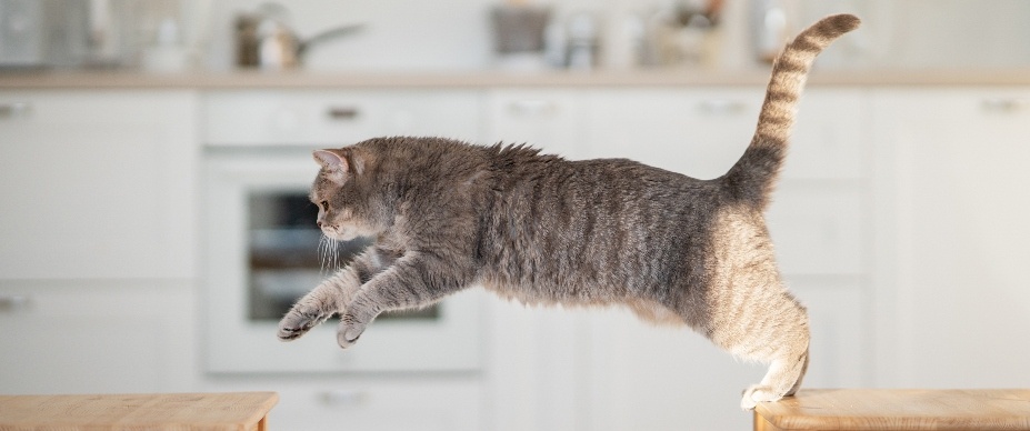 Cat jumping from one chair to another