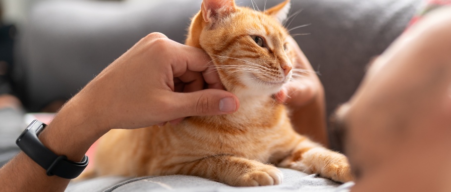 person snuggling with orange cat