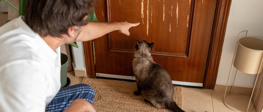 person disciplining cat for scratching door