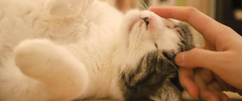 How to Get Your Cat to Like You in 5 Steps