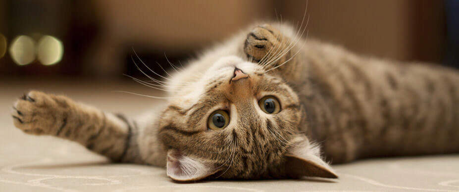 cat laying upside down looking at camera