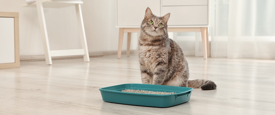 The Toilet How To Potty Train A Kitten Litter Box Toilet Training How