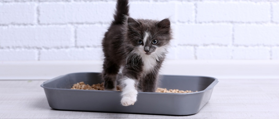 Kitten leaving litter box