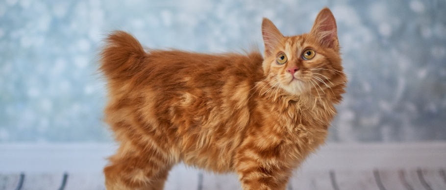 12 Lovable Large Cat Breeds