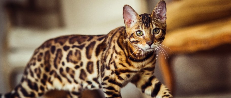 10 Large Cat Breeds with Even Bigger Personalities