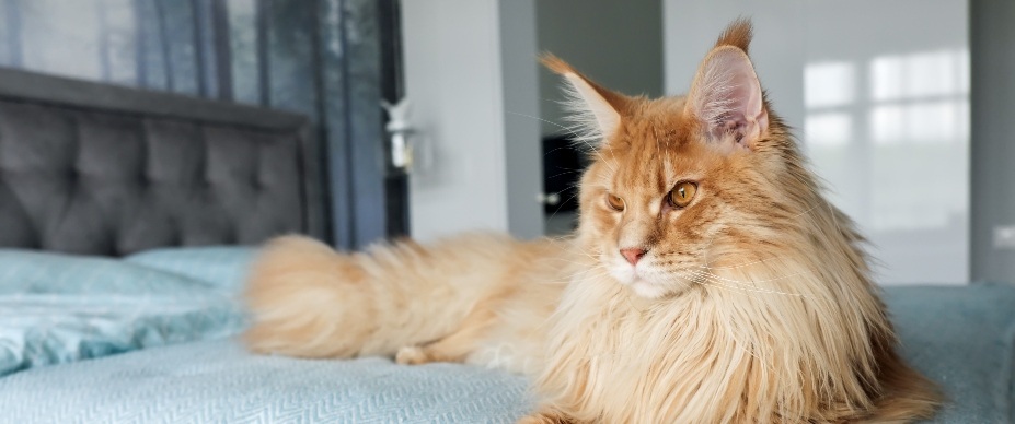 maine coon cat on bed