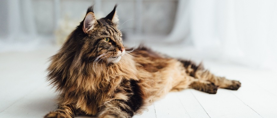 Maine Coon Kittens for Sale - Dark Paws Maine Coon Kittens